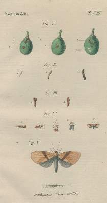 Bild Nr.2: 138-813 Kölges,B.: (Küche und Haushalt, Getränke, Wein und Weinbau)