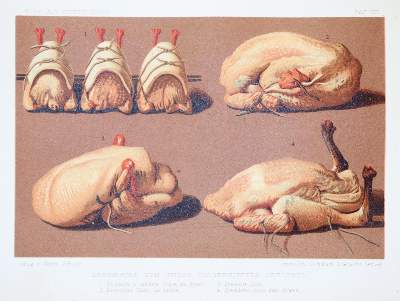 Bild Nr.2: 138-832 Gouffe,J., A. u. H.: (Küche und Haushalt, Kochbücher)