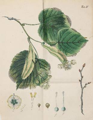 Bild Nr.1: 138-855 Bechstein,J.M.: (Land- und Forstwirtschaft, Forstwirtschaft)
