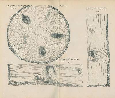 Bild Nr.3: 138-864 Sieben Werke.: (Land- und Forstwirtschaft, Forstwirtschaft)