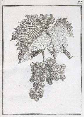 Bild Nr.1: 138-894 Chaptal / Rozier / Parmentier / Dussieux,: (Land- und Forstwirtschaft, Landwirtschaft, Wein und Weinbau)