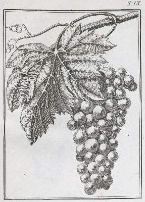 Bild Nr.2: 138-894 Chaptal / Rozier / Parmentier / Dussieux,: (Land- und Forstwirtschaft, Landwirtschaft, Wein und Weinbau)