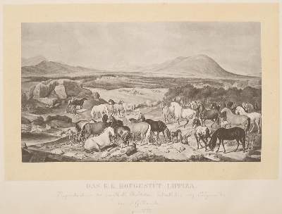Bild Nr.1: 138-919 (Auer,F.).: (Land- und Forstwirtschaft, Tierhaltung, Pferde)