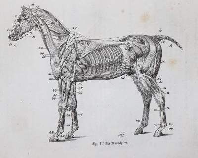 Bild Nr.2: 138-922 Löffler,K.: (Land- und Forstwirtschaft, Tierhaltung, Pferde)