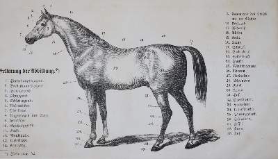 Bild Nr.4: 138-922 Löffler,K.: (Land- und Forstwirtschaft, Tierhaltung, Pferde)