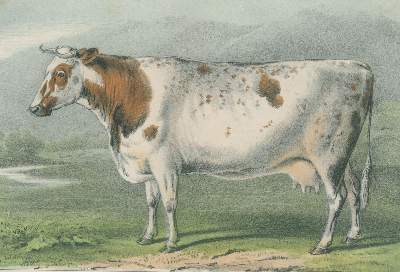 Bild Nr.1: 138-924 Pabst,H.W.v.: (Land- und Forstwirtschaft, Tierhaltung, Rinderzucht)