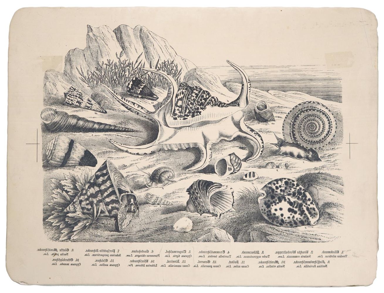 Große Abbildung Nr.1: 139-1456 Lithographiestein: (Varia, Zoologie)
