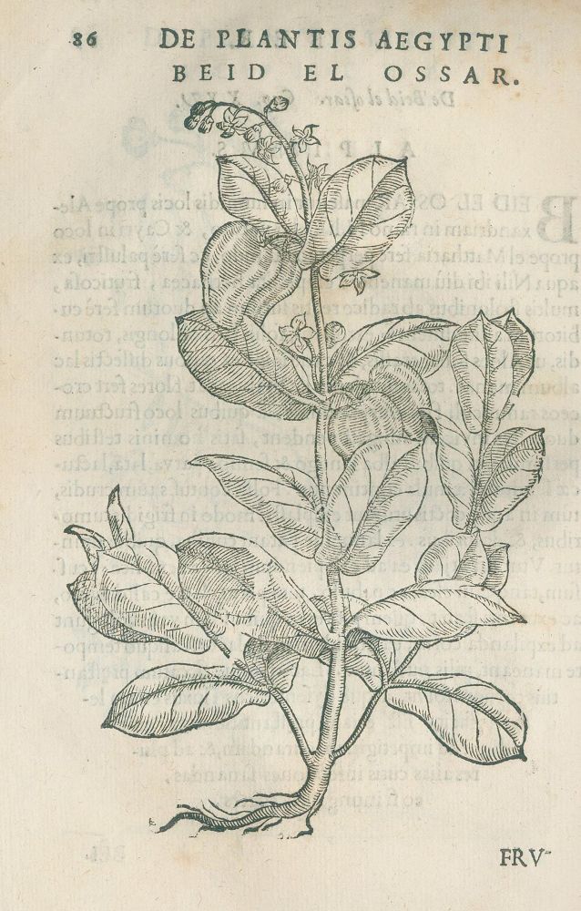 Große Abbildung Nr.3: 139-1457 Alpini,P.: (Botanik, Ägypten)