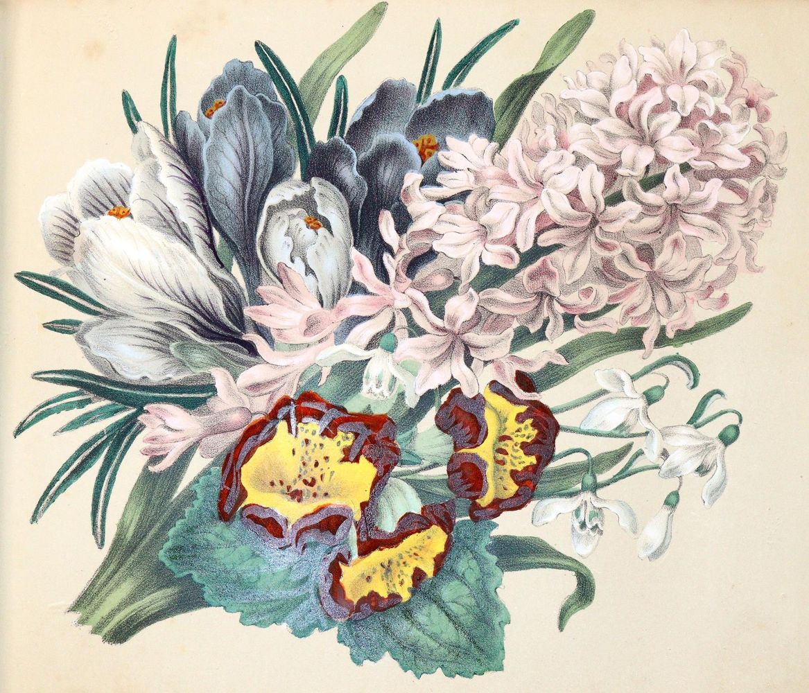 Große Abbildung Nr.1: 139-1460 Blumen-Album: (Botanik)