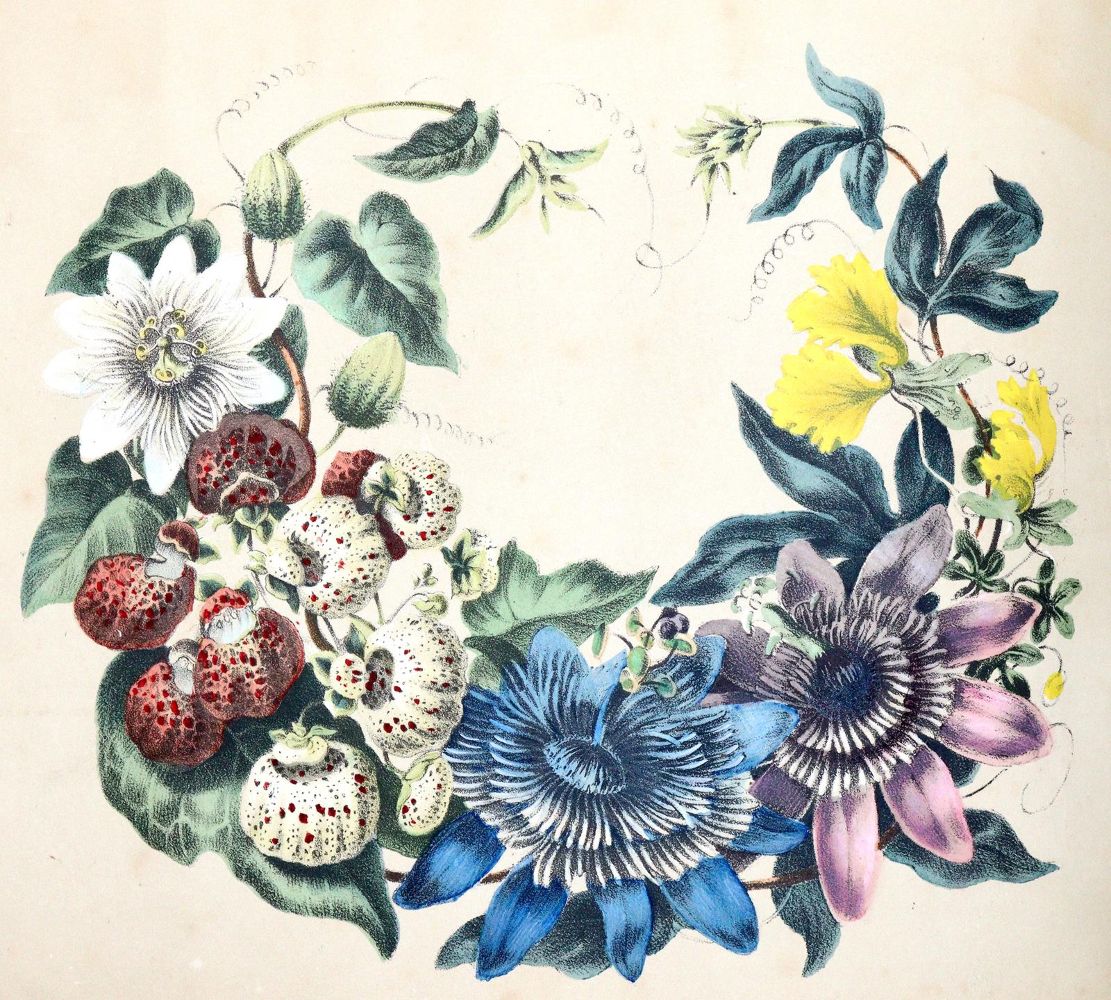 Große Abbildung Nr.3: 139-1460 Blumen-Album: (Botanik)