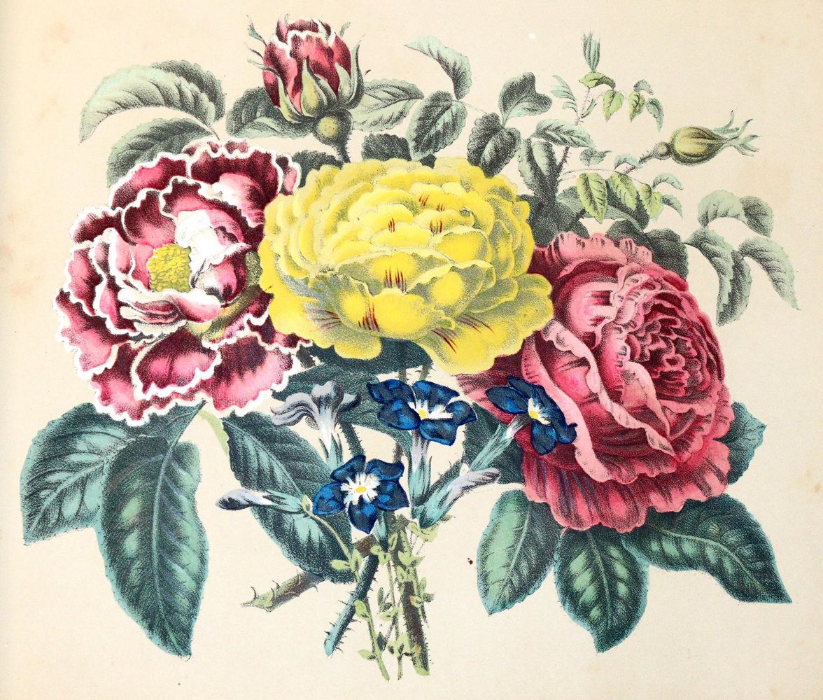Große Abbildung Nr.4: 139-1460 Blumen-Album: (Botanik)