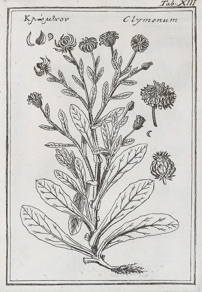 Große Abbildung Nr.1: 139-1462 Colonna,F.: (Botanik)