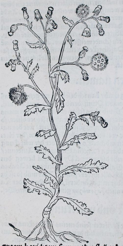 Große Abbildung Nr.2: 139-1468 Bock,H.: (Botanik, Kräuterbücher)