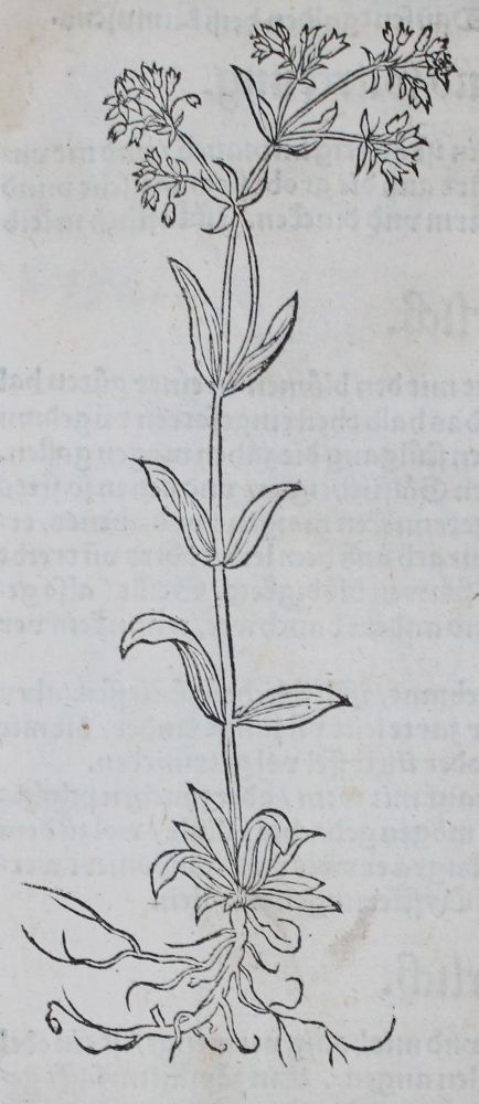 Große Abbildung Nr.3: 139-1468 Bock,H.: (Botanik, Kräuterbücher)
