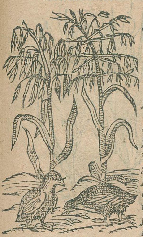 Große Abbildung Nr.2: 139-1469 Linocier,G.: (Botanik, Kräuterbücher)