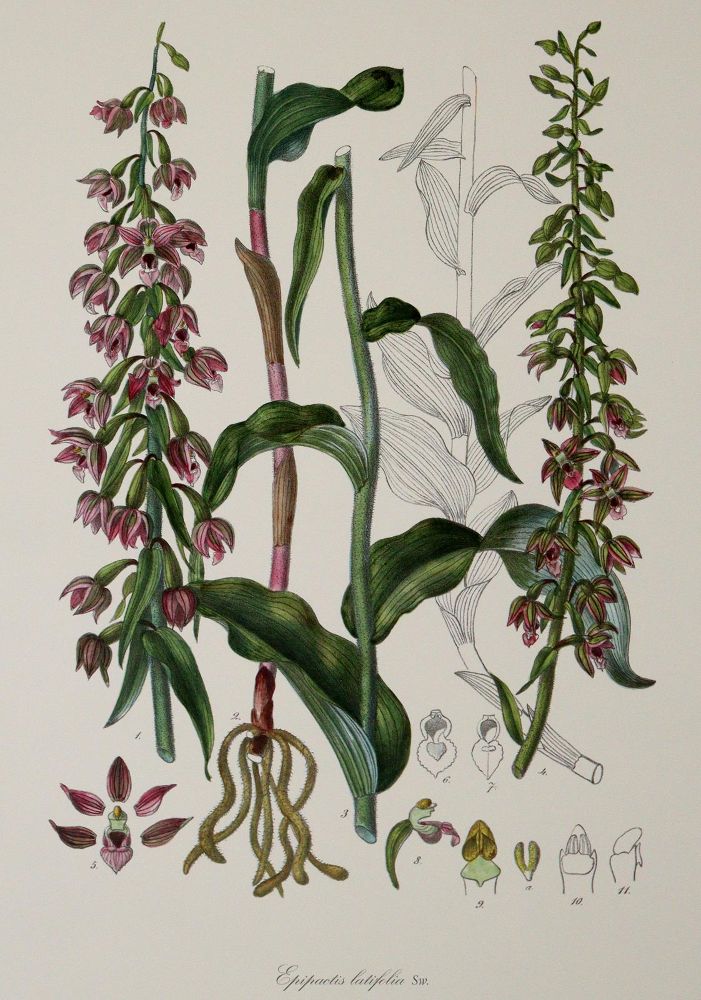 Große Abbildung Nr.1: 139-1475 Barla,J.B.: (Botanik, Orchideen)