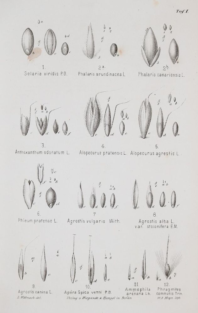 Große Abbildung Nr.1: 139-1486 Sammlung: (Botanik)