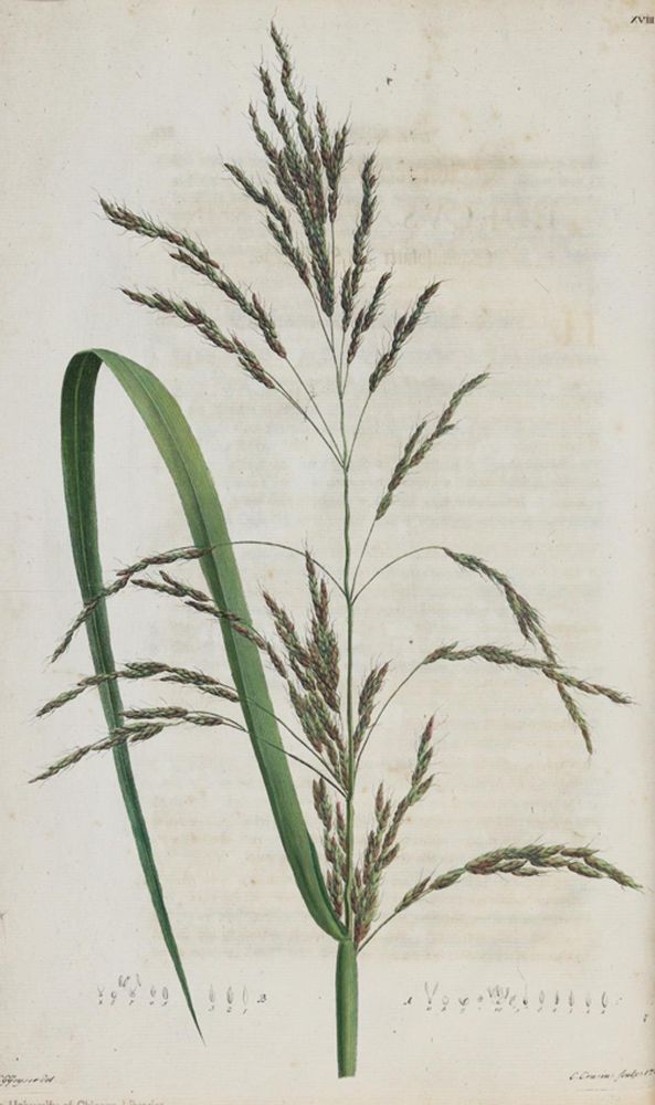 Große Abbildung Nr.2: 139-1490 Schreber,J.C.D.: (Botanik)