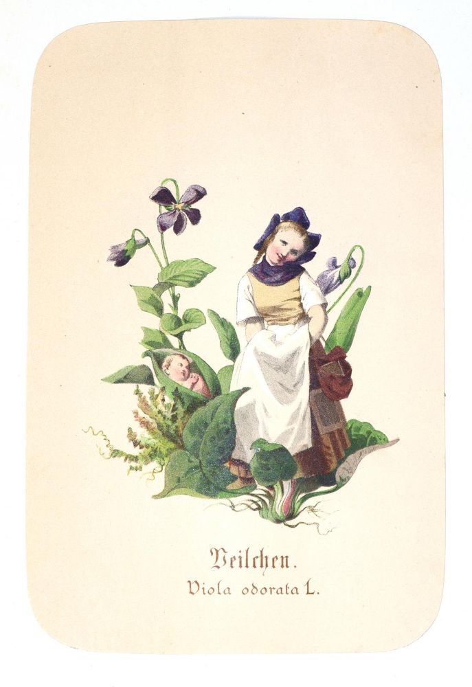 Große Abbildung Nr.1: 139-1491 Schroedter,A.: (Botanik)