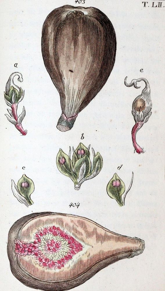 Große Abbildung Nr.1: 139-1497 Wilhelm,G.T.: (Botanik)