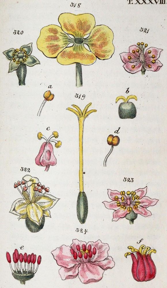 Große Abbildung Nr.2: 139-1497 Wilhelm,G.T.: (Botanik)