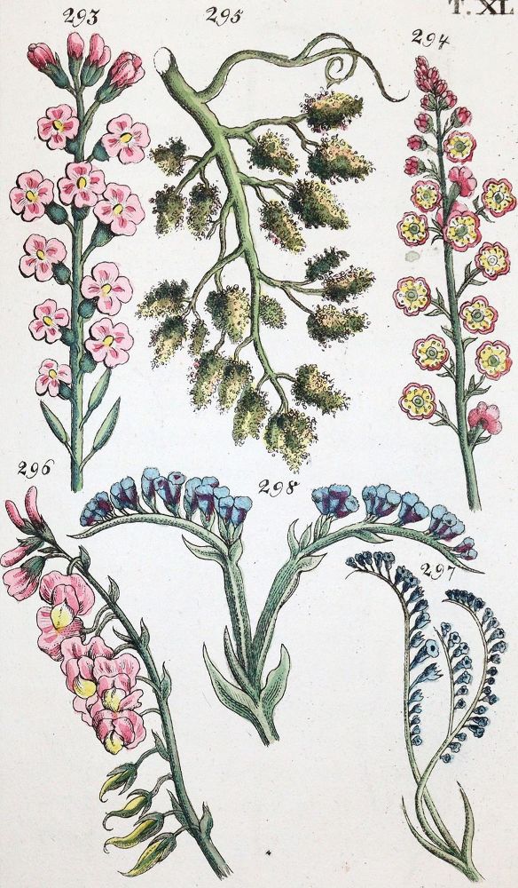 Große Abbildung Nr.1: 139-1501 Wilhelm,G.T.: (Botanik)