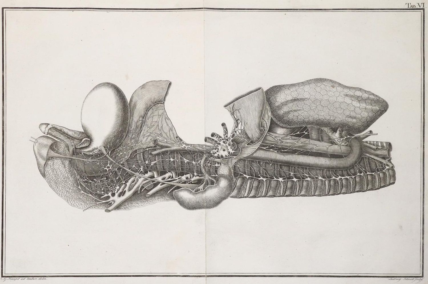 Große Abbildung Nr.1: 139-1505 Mayer,J.C.A.: (Medizin, Anatomie)