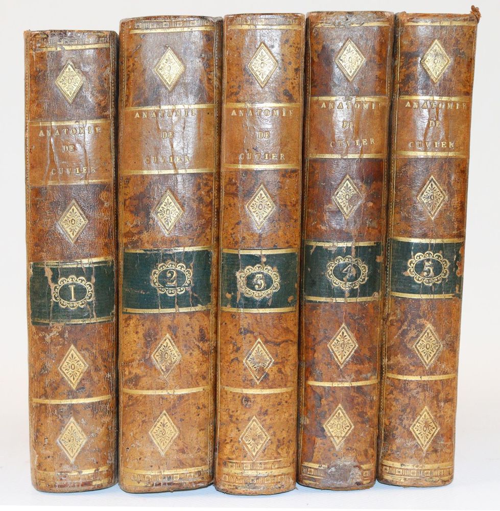 Große Abbildung Nr.2: 139-1518 Cuvier,G.: (Medizin)