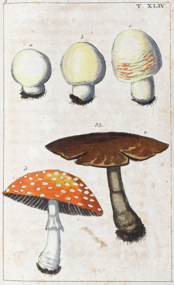 Große Abbildung Nr.1: 139-1562 (Wilhelm,G.T.).: (Medizin, Pharmazie)