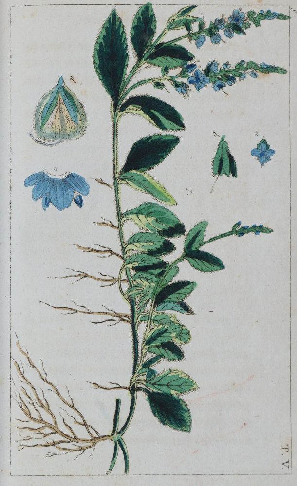 Große Abbildung Nr.2: 139-1562 (Wilhelm,G.T.).: (Medizin, Pharmazie)