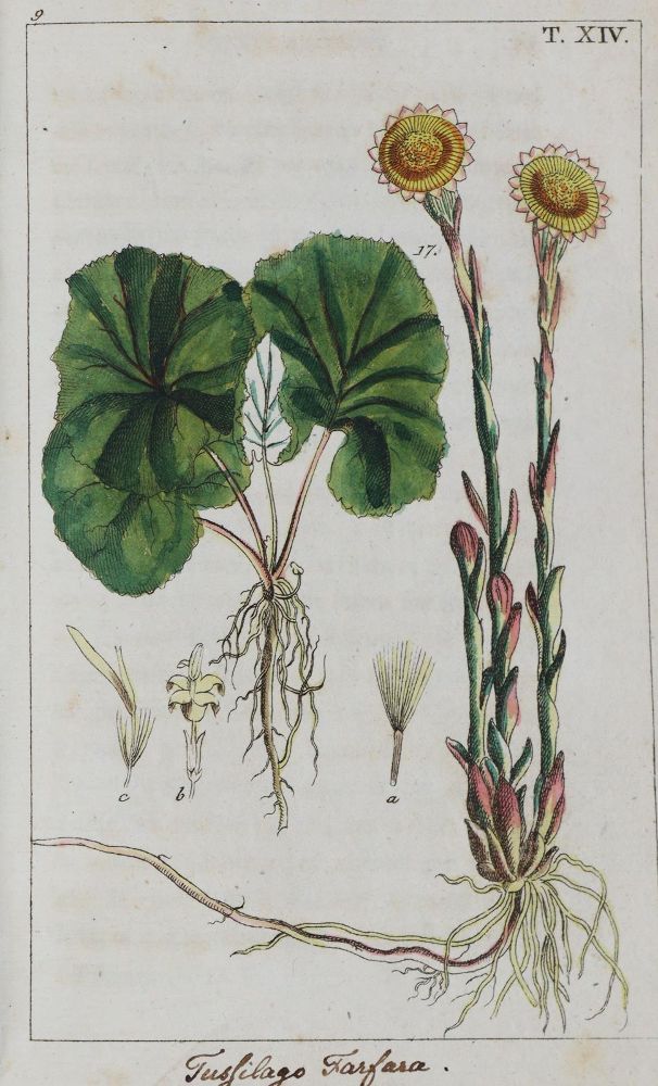Große Abbildung Nr.3: 139-1562 (Wilhelm,G.T.).: (Medizin, Pharmazie)