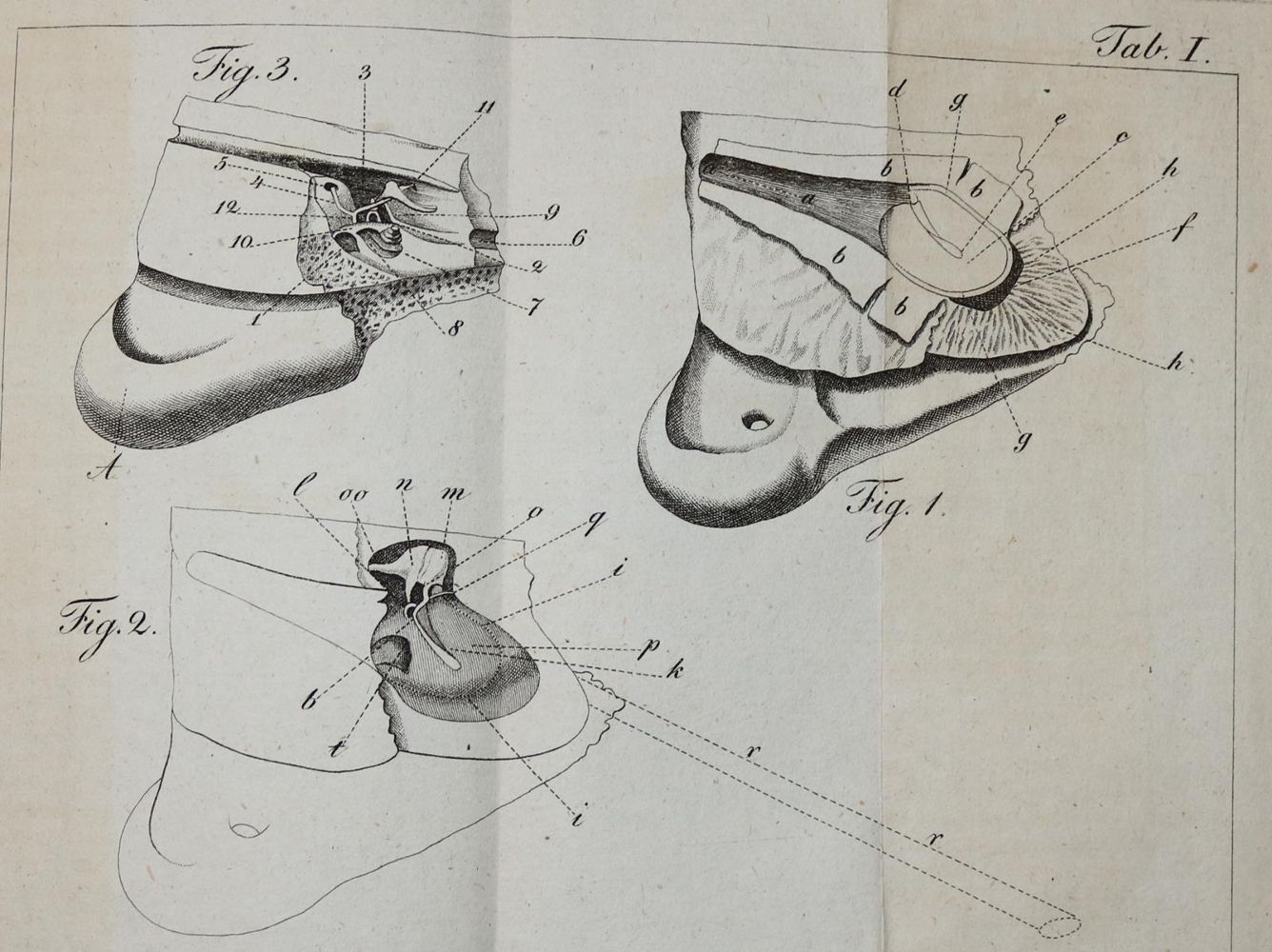 Große Abbildung Nr.1: 139-1582 Trampel,J.E.: (Medizin)