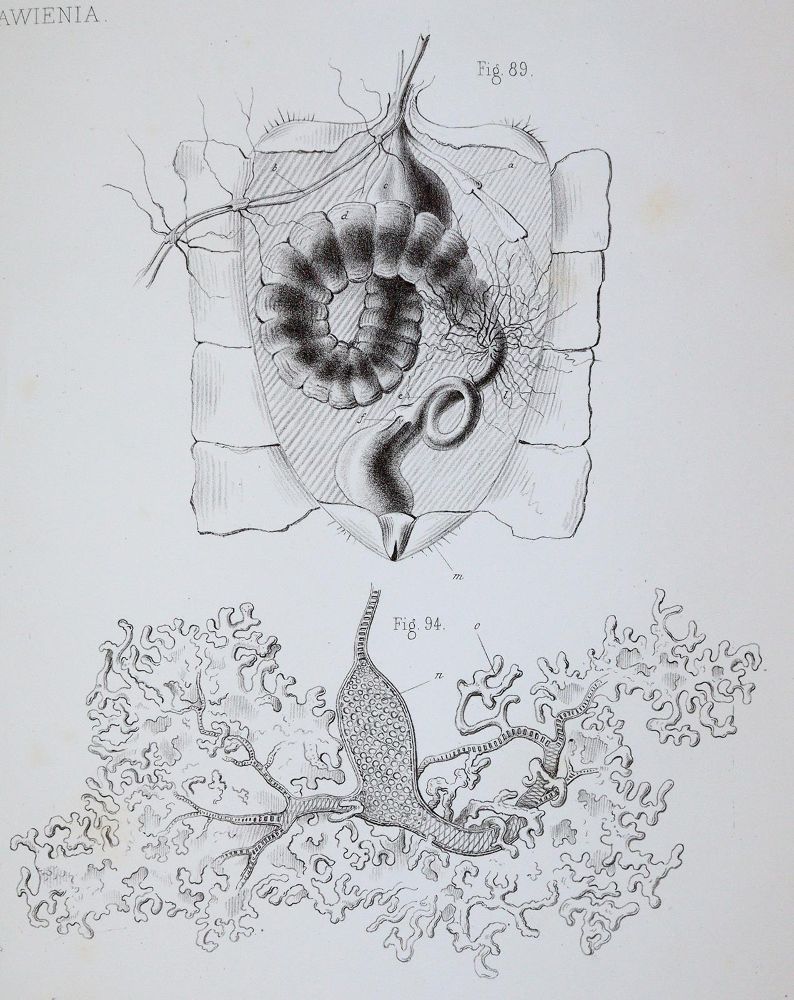 Große Abbildung Nr.1: 139-1594 Girdwoyn,M.: (Zoologie, Bienen)