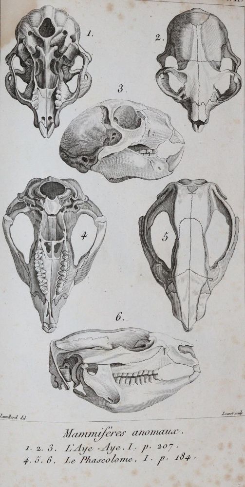 Große Abbildung Nr.2: 139-1595 Cuvier,(G.).: (Zoologie)