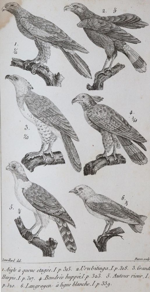 Große Abbildung Nr.3: 139-1595 Cuvier,(G.).: (Zoologie)