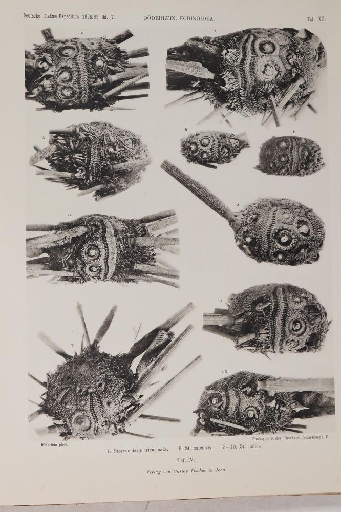 Große Abbildung Nr.2: 139-1597 Döderlein,L.: (Zoologie)