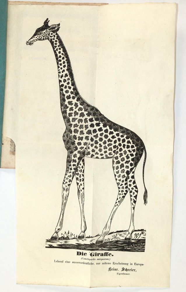 Große Abbildung Nr.2: 139-1602 Giraffe.: (Zoologie)
