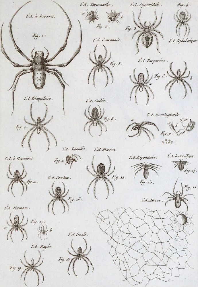 Große Abbildung Nr.1: 139-1605 Latreille,(P.A.).: (Zoologie, Insekten)