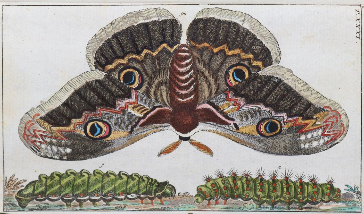 Große Abbildung Nr.1: 139-1607 Wilhelm,G.T.: (Zoologie, Insekten)