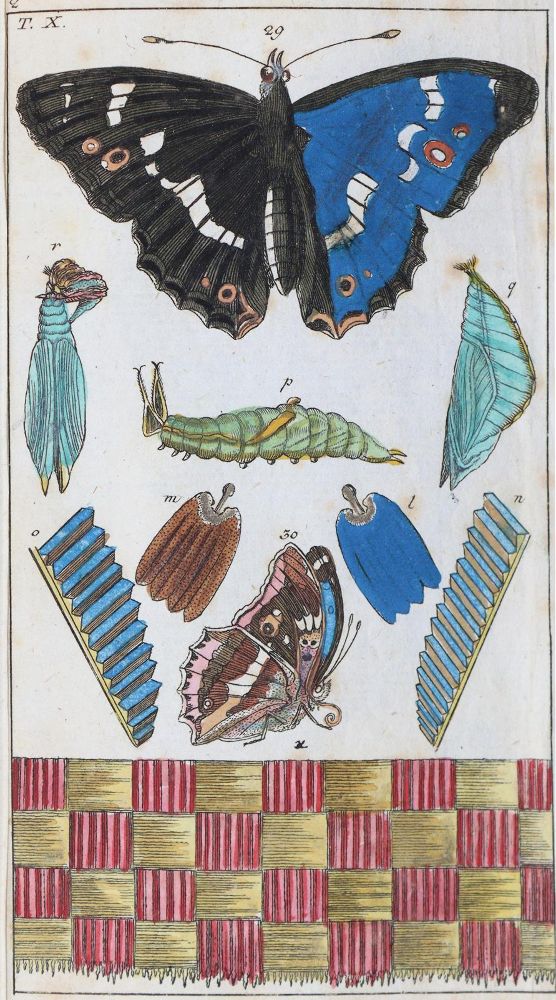Große Abbildung Nr.2: 139-1607 Wilhelm,G.T.: (Zoologie, Insekten)
