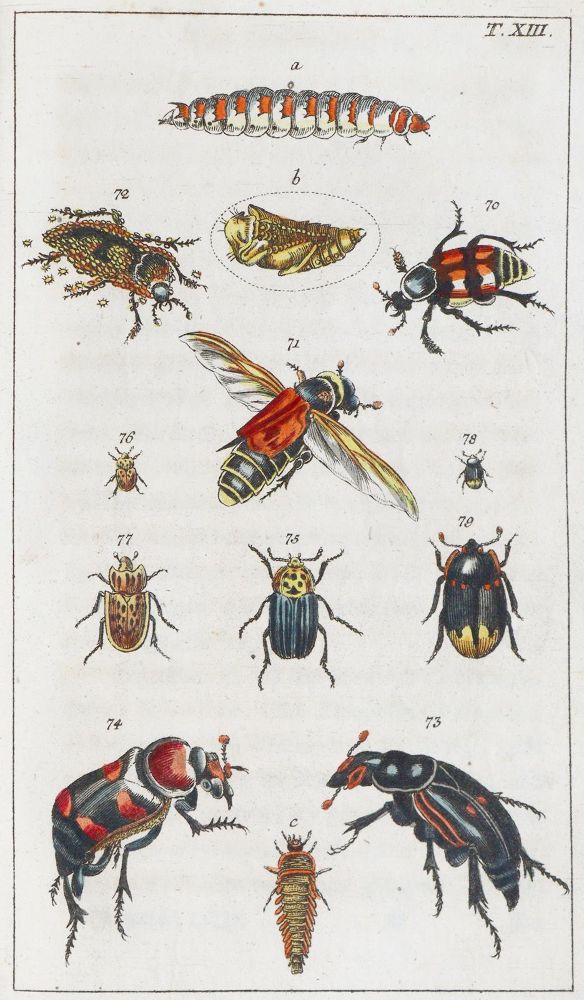 Große Abbildung Nr.3: 139-1607 Wilhelm,G.T.: (Zoologie, Insekten)