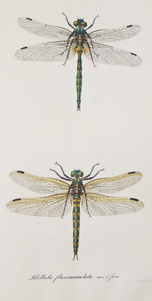 Große Abbildung Nr.6: 139-1610 Charpentier,T.v.: (Zoologie, Libellen)