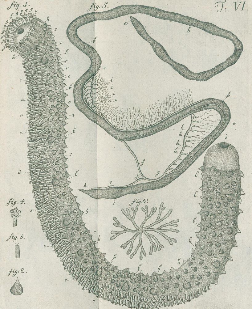 Große Abbildung Nr.2: 139-1611 Leske,N.G.: (Zoologie, Meerestiere)