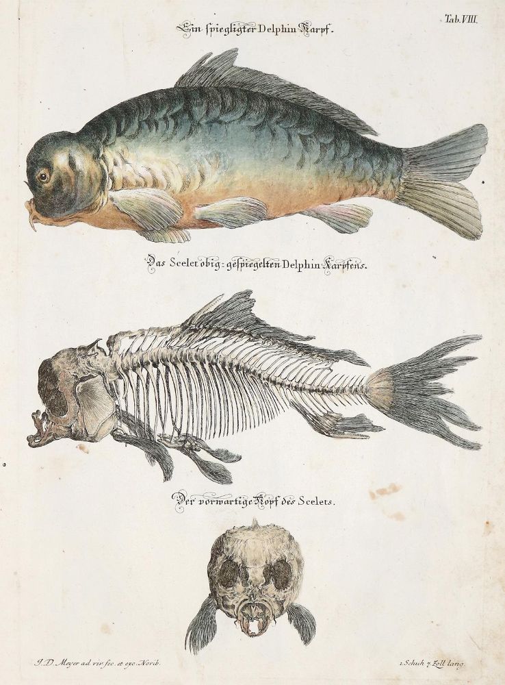 Große Abbildung Nr.3: 139-1612 Meyer,J.D.: (Zoologie)