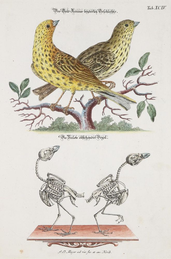Große Abbildung Nr.5: 139-1612 Meyer,J.D.: (Zoologie)