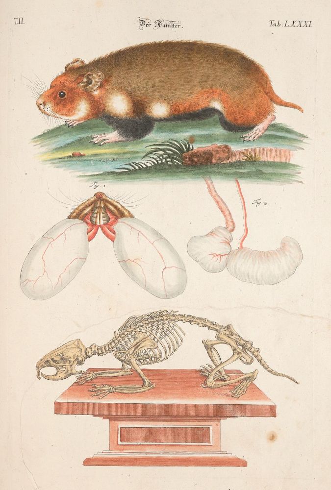 Große Abbildung Nr.6: 139-1612 Meyer,J.D.: (Zoologie)