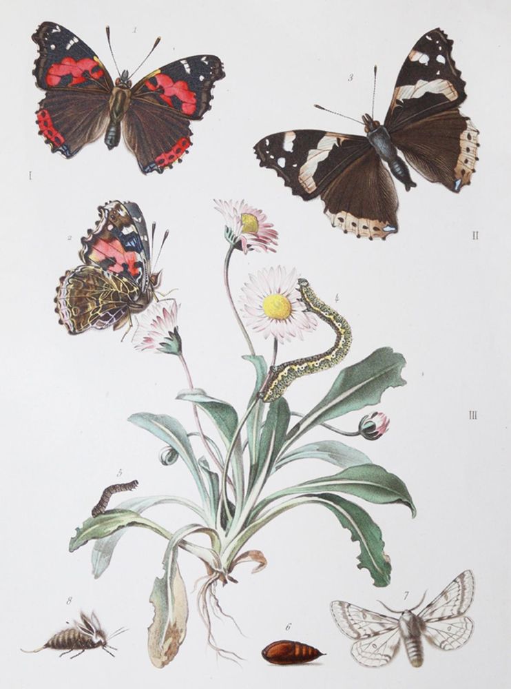 Große Abbildung Nr.1: 139-1613 Milliere,P.: (Zoologie)