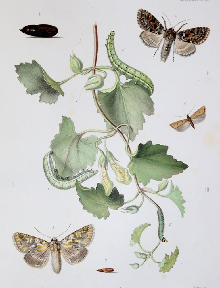 Große Abbildung Nr.2: 139-1613 Milliere,P.: (Zoologie)