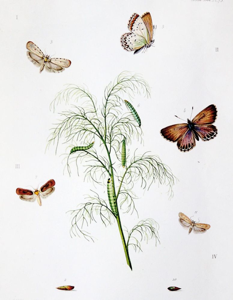 Große Abbildung Nr.3: 139-1613 Milliere,P.: (Zoologie)