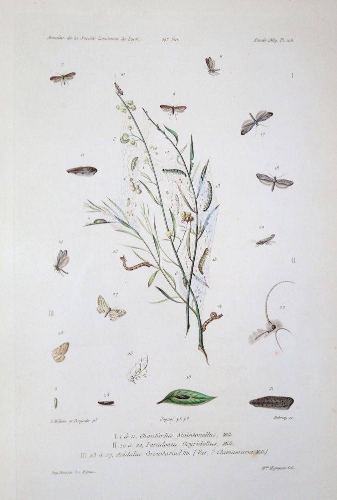 Große Abbildung Nr.4: 139-1613 Milliere,P.: (Zoologie)